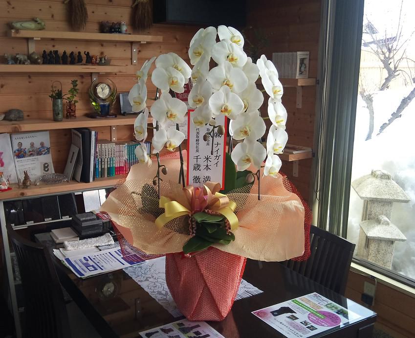 胡蝶蘭。