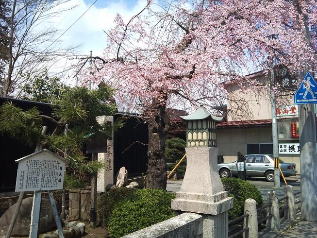 撞木橋のしだれ桜。