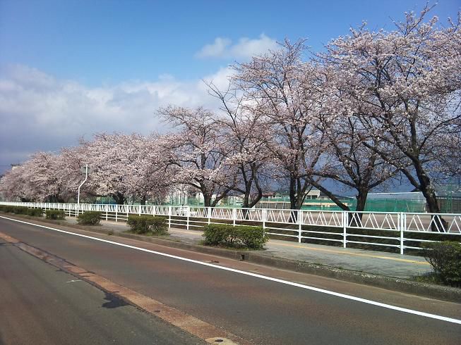さくら大橋へ続く道。
