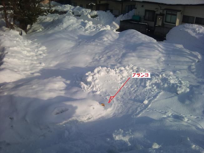 今日も屋根…。