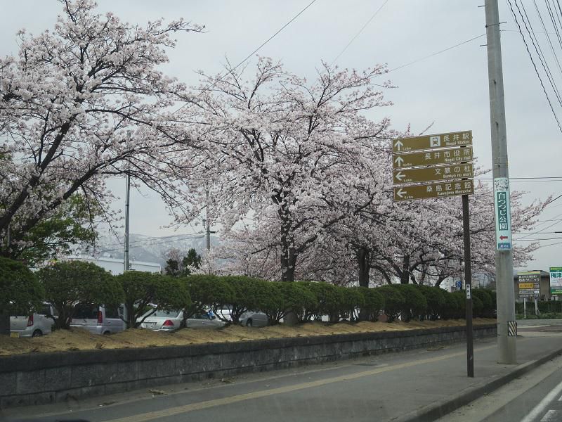 満開とご納骨。