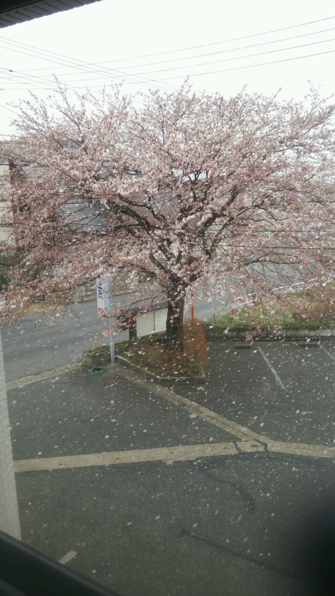 桜の花びら舞い散る