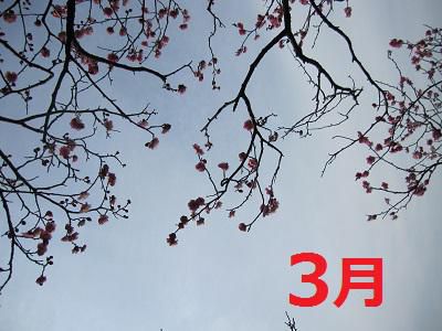 【今月の予定】　3月