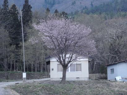 おじいちゃんの桜