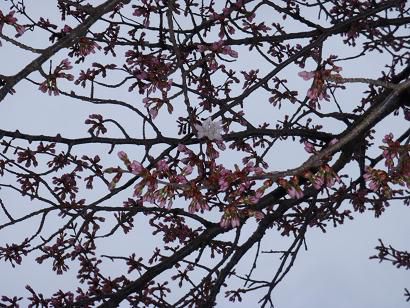 桜の開花