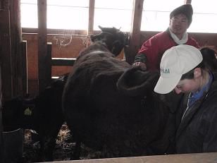 種まきの間に牛の診察