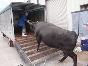 牛の出荷