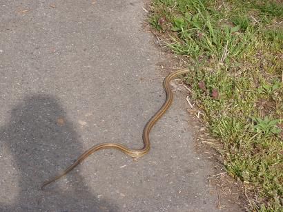 ヘビに遭遇