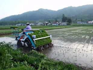 田植えが始まりました