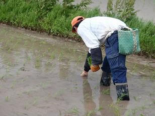 まもなく田植えが終わります