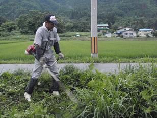 刈り払いで草刈り