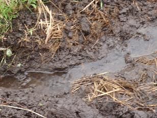 田んぼの水切り