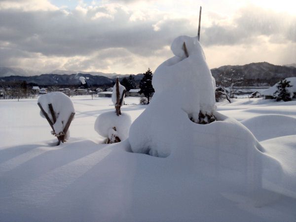 雪で真っ白