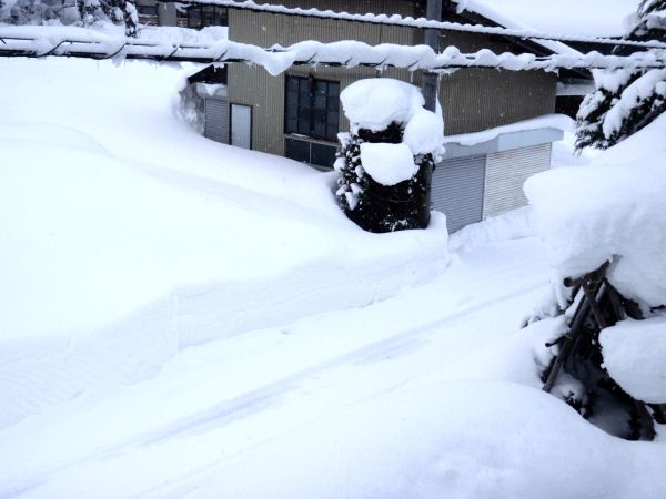 雪の中、オガクズが運ばれるそうです