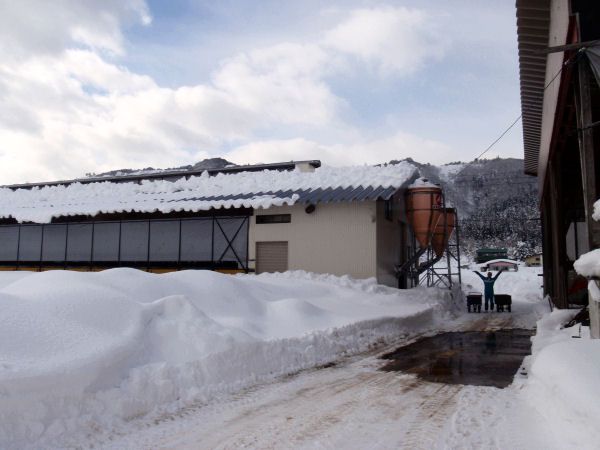 牛舎の雪下ろし
