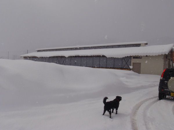 雪の中の牛舎