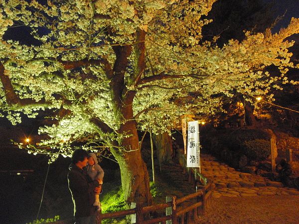 昨日の夜はお花見に行ってきました