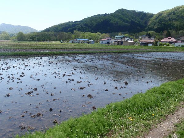 代掻き前の田んぼ