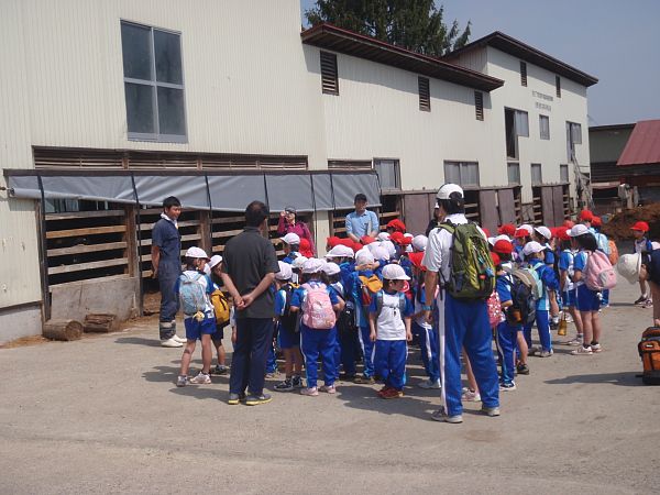 小学生の牛舎見学