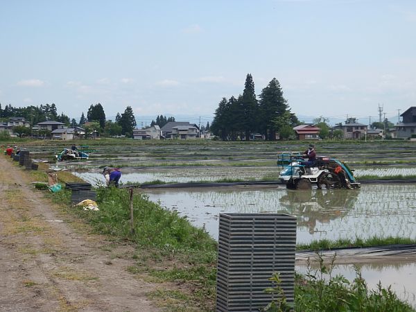 田植えが始まりました