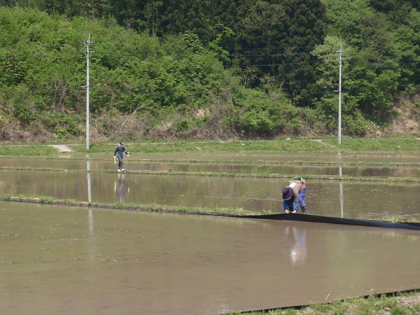 田植え＆枝肉市場