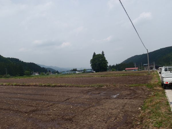 トトロの森