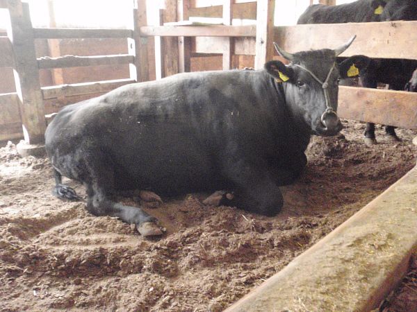 今、米沢の枝肉市場が行われています