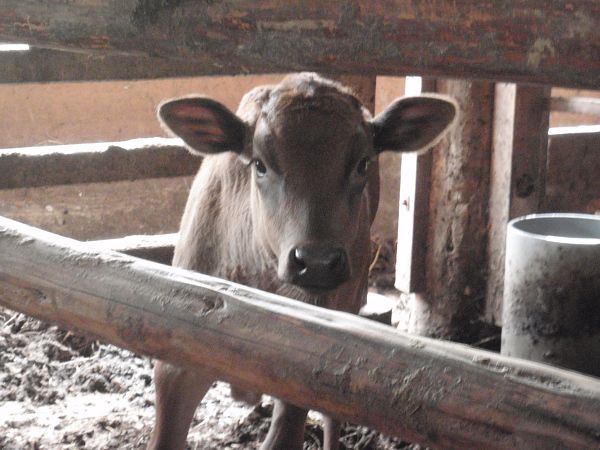 牛肉の放射能への不安はまだ続いてる・・・