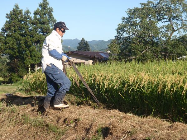母牛「れびん」の出産