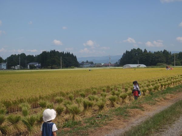稲刈りが始まりました