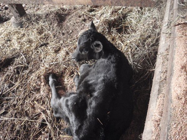 昨日は子牛が生まれて、今日は2頭出発そして稲刈り