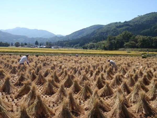 田んぼ作業