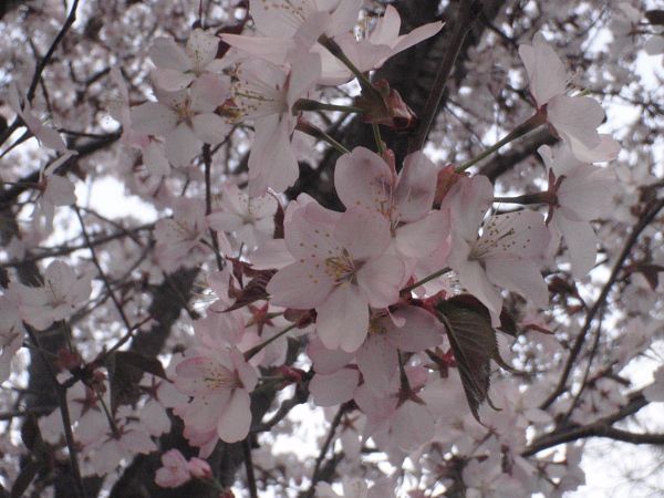 今日は子牛市場の日