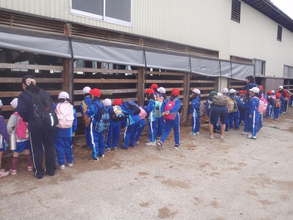 小学生の牛舎見学