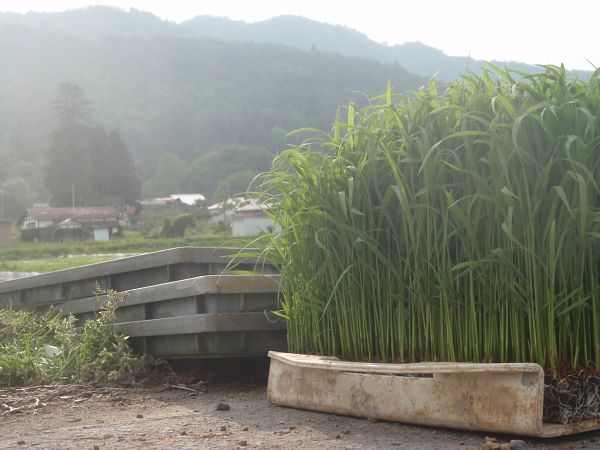 立派な苗