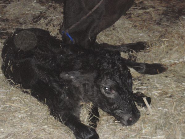 牧草終わりました･･･子牛は無事誕生！