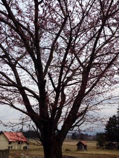 昨日の桜