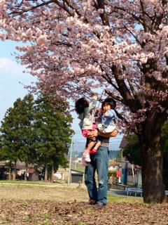 桜満開