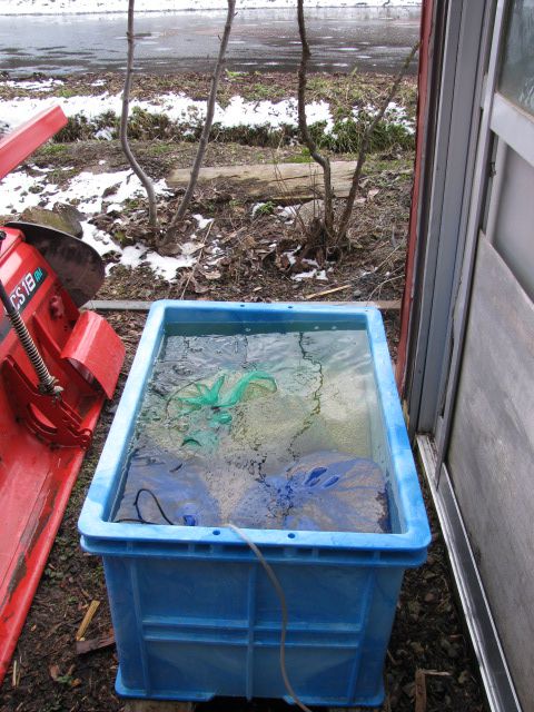 ついに農家始動　　種もみ　塩水選