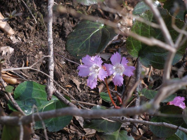 こんな可憐な花がいっぱい