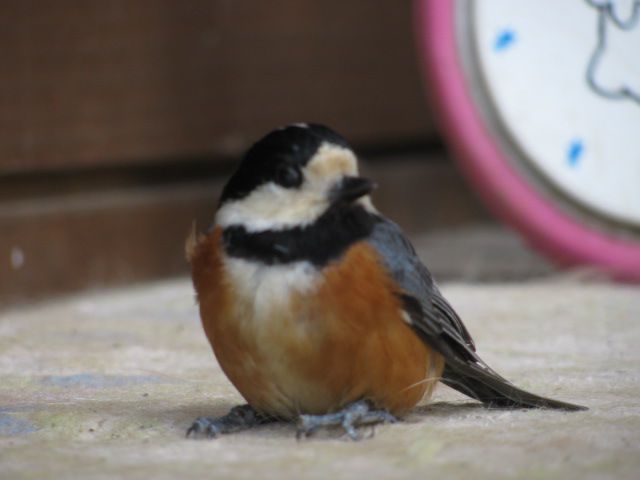 ヤマガラがポーチに