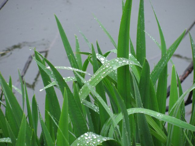 気持い雨だ