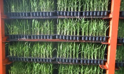 田植えを　始めた・・
