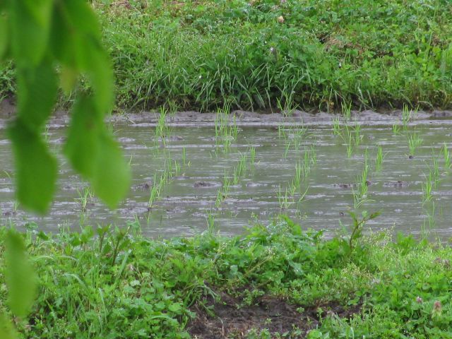 田植え終える・・・