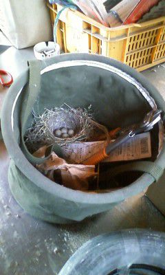 鳥たちが・・・・・