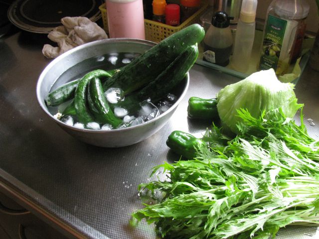 苗代ハウスから、野菜が採れはじめた。