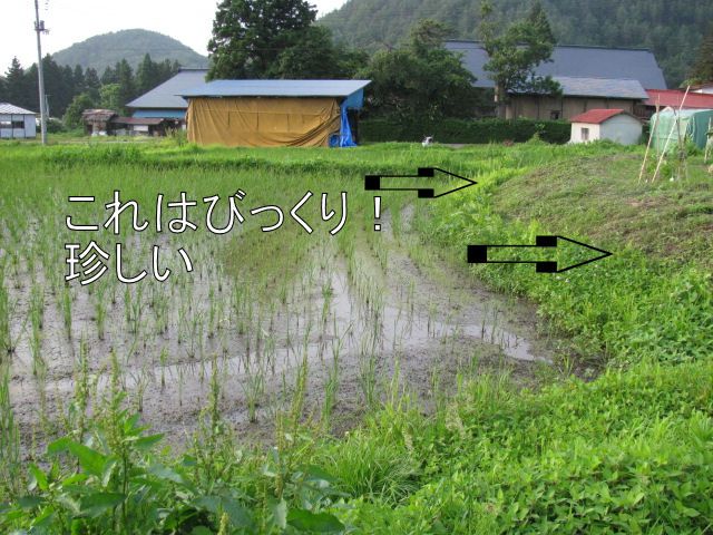 すごい技というか・・・・・・