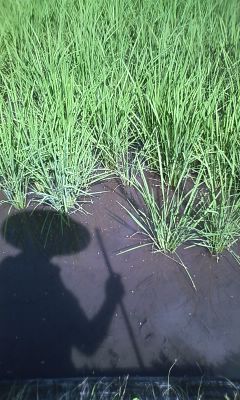 ちょっとばて気味である・・・・