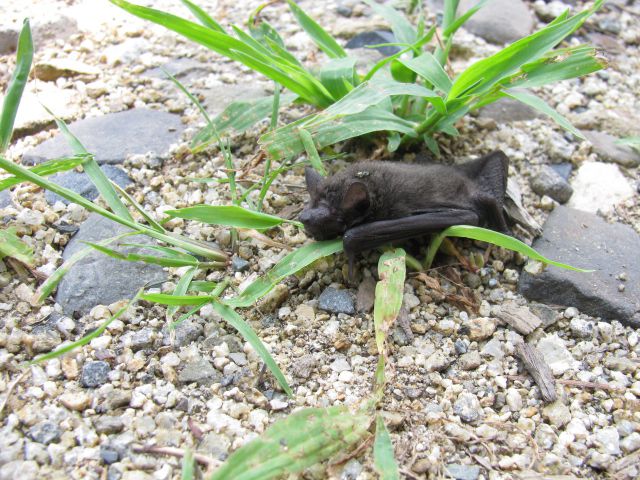 コウモリが昼間っから・・・