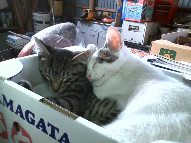 涼しくなりました